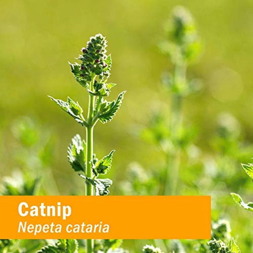 Extrato Líquido Orgânico De Catnip Herb Pharm - 4 Oz - Imagem 4