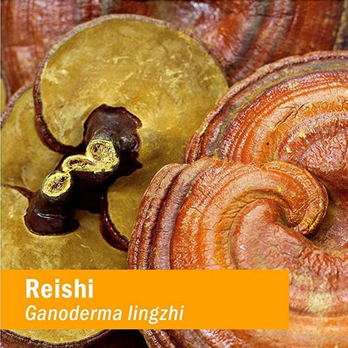 Extrato Líquido De Cogumelo Reishi Herb Pharm Cai Construtor - Imagem 2
