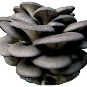 Culturas Líquidas De Cogumelos Da Root Mushroom Farm