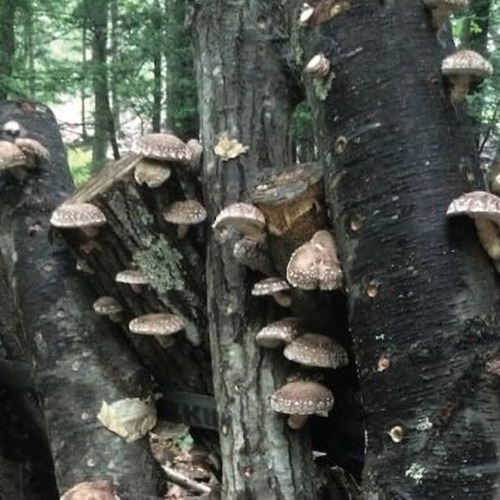 Pó De Cogumelo Shiitake 100% Natural Bodi 4 Oz A 5 Lb - Imagem 8