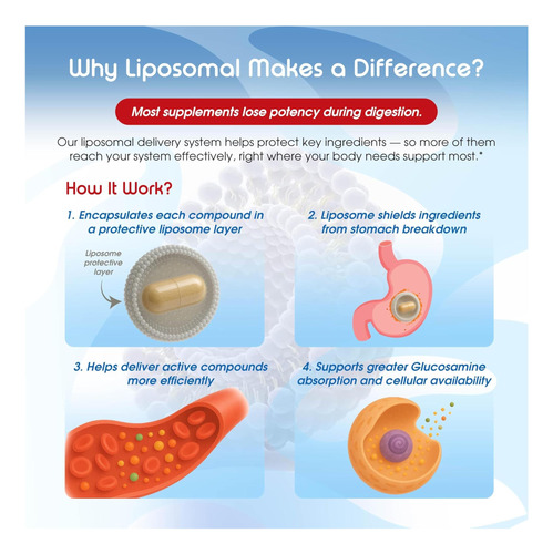 Vital Lipossamina Lipossomal De Ervas Com Condroitina, Msm- - Imagem 5