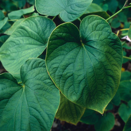 Extrato De Raiz De Kava Da Herb Pharm Para Reduzir O Estress - Imagem 4