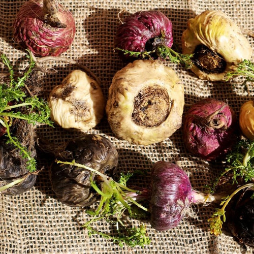 Antler Farms Maca Preta Pura 1500mg, 130 Cápsulas - Imagem 6