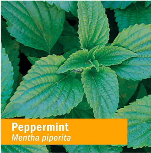 Suplemento Herb Pharm Peppermint Spirits Organic 30ml - Imagem 6