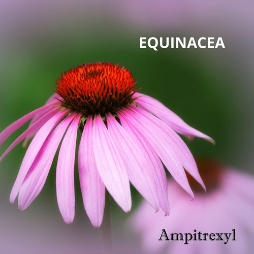 Ampitrexyl Fórmula 100% Natural Ajuda A Apoiar O Sistema I - Imagem 3