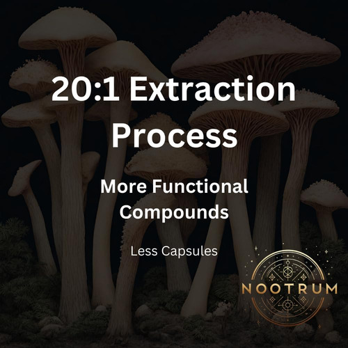 Cogumelos Nootrum Fornecimento De Cápsulas Para 1 Mês: Cont - Imagem 3