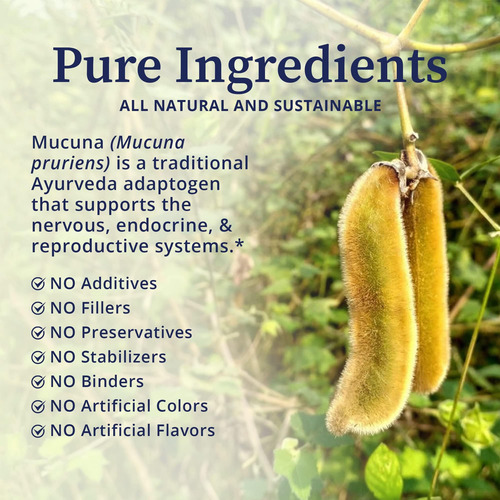 Pó De Feijão Mucuna Orgânico Certificado Biopure ' Suplement - Imagem 3