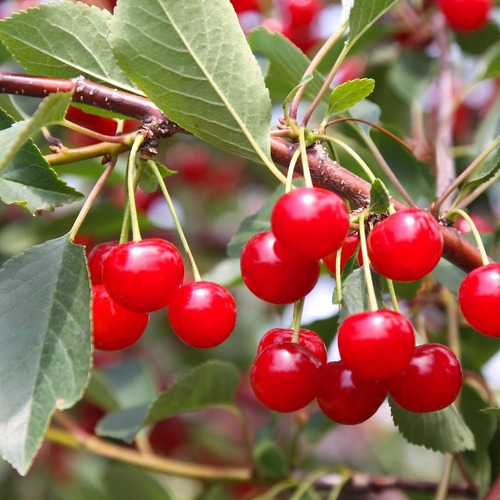 Suplemento De Ingredientes Originais Puros: Extrato De Cerej - Imagem 4